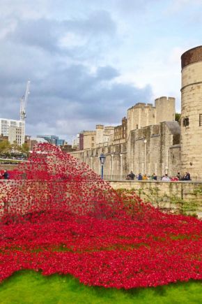 Sea of WW1 Poppies at the Tower of London